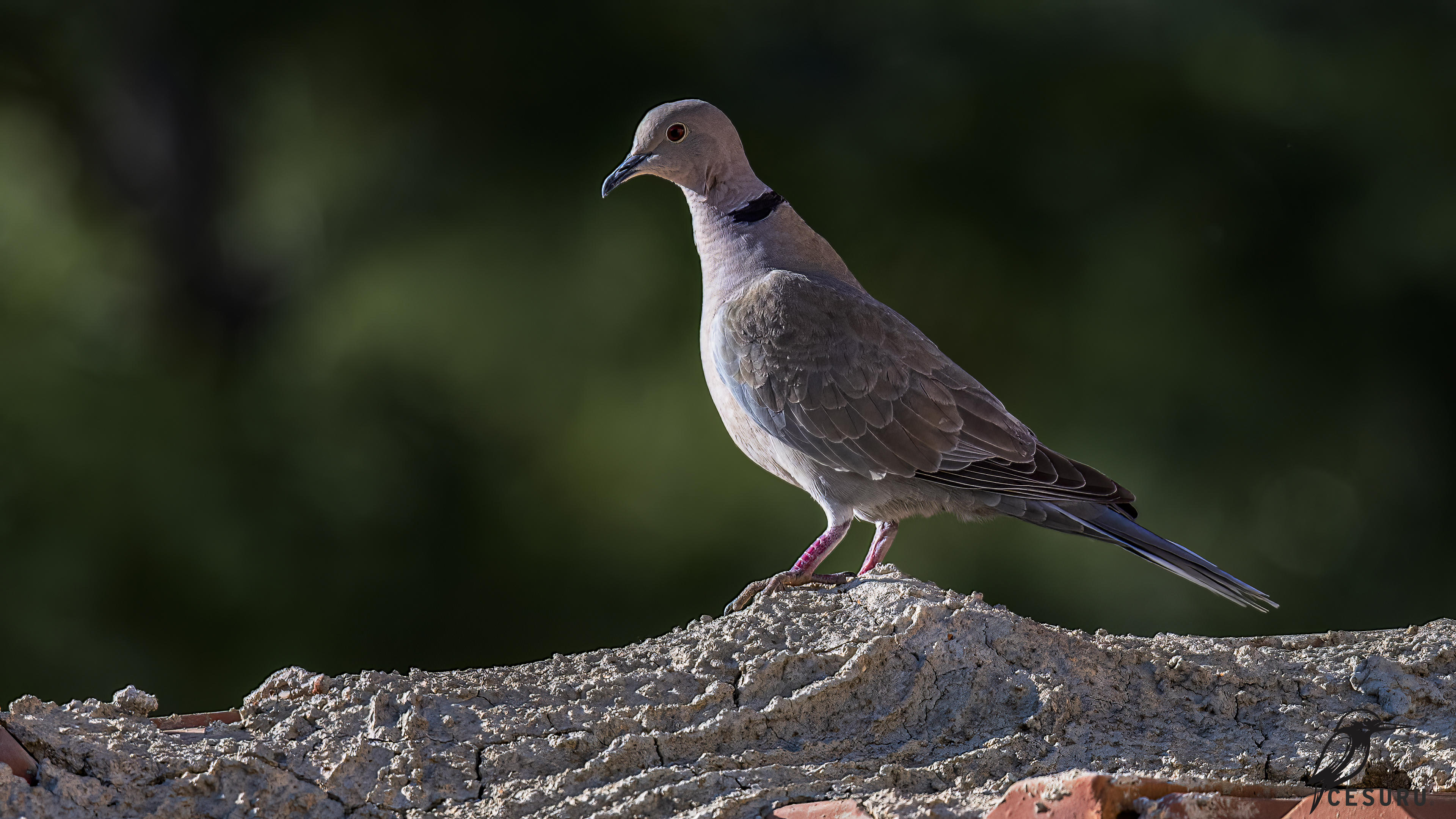 Eurasian Collared-Dove